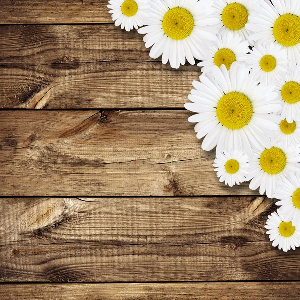 Daisy disposizione dei fiori — Foto Stock