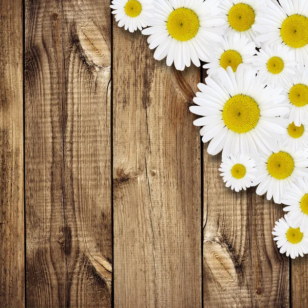 Daisy disposizione dei fiori — Foto Stock