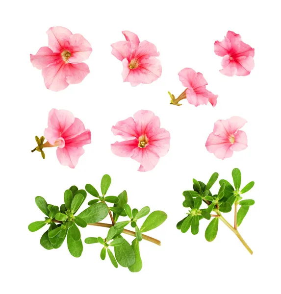 Uppsättning Petunia Blommor Och Blad Isolerad Vit — Stockfoto