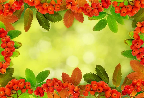 Autumn rowanberries and leaves in a frame arrangement on green blurred background