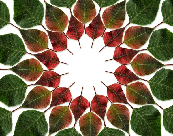 Green Red Leaves Poinsettia Circle Background — Stock Photo, Image