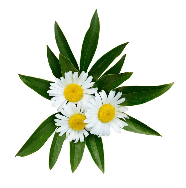 Three Chamomile Flowers Green Leaves Isolated White Background Top View — Stock Photo, Image