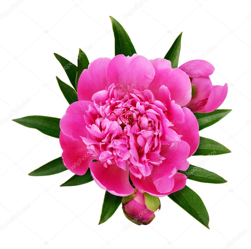 Pink peony flower, buds and green leaves isolated on white background. Top view. Flat lay.