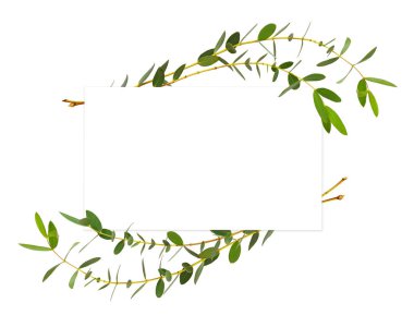 Dekoratif okaliptüs yeşil yapraklar dalga düzeninde beyaz arkaplanda izole edilmiş metin kartı ile