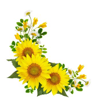 Sunflowers, daisies and acacia flowers and green leaves in a corner arramgement isolated on white background. Flat lay. Top view. clipart