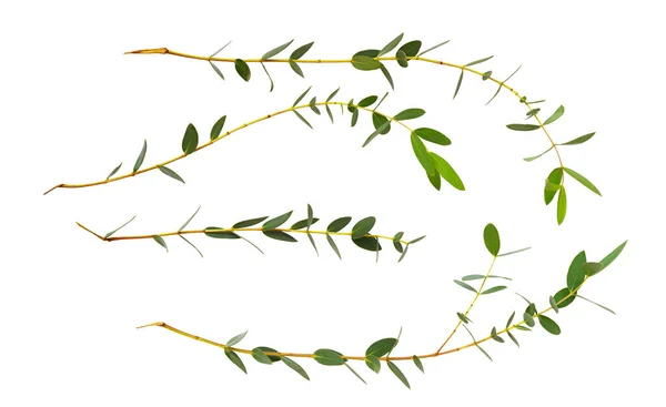 Set Aus Kleinen Dekorativen Eukalyptusgrünen Blättern Isoliert Auf Weiß — Stockfoto
