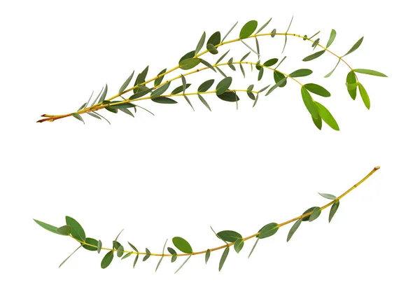 Dekorative Eukalyptusgrüne Blätter Wellenförmiger Anordnung Mit Kopierraum Für Text Isoliert — Stockfoto