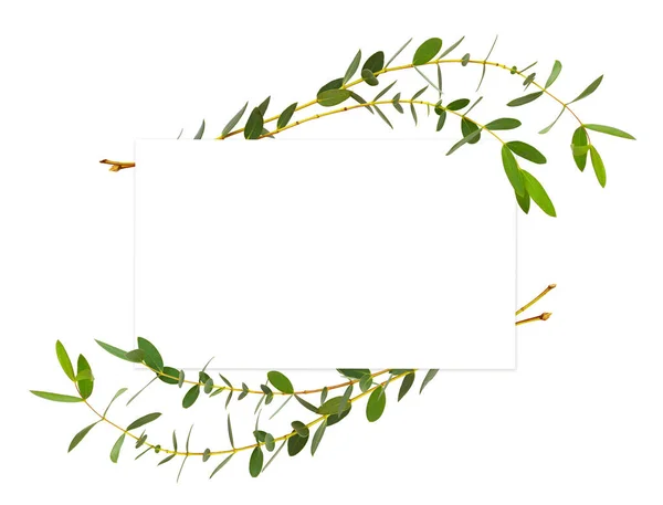 Dekorative Eukalyptusgrüne Blätter Wellenförmiger Anordnung Mit Karte Für Text Isoliert — Stockfoto