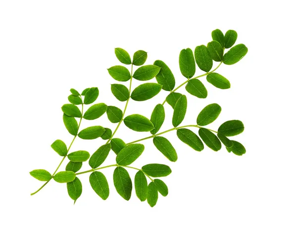 Folhas Verdes Frescas Peashrub Siberiano Isoladas Branco — Fotografia de Stock