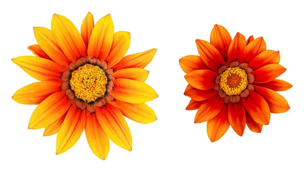 Gazania Blumen Isoliert Auf Weißem Grund Gänseblümchen — Stockfoto