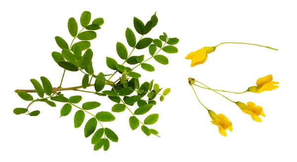 Σετ Από Φρέσκα Πράσινα Φύλλα Και Κίτρινα Άνθη Της Σιβηρίας — Φωτογραφία Αρχείου