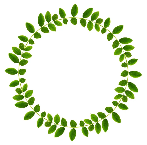 Świeże Zielone Liście Pieprzu Syberyjskiego Okrągłej Ramie Izolowane Białym Tle — Zdjęcie stockowe