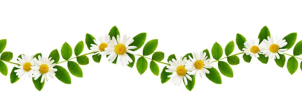 Fresh Green Leaves Siberian Peashrub Daisy Flowers Seamless Waved Pattern — Stock Photo, Image
