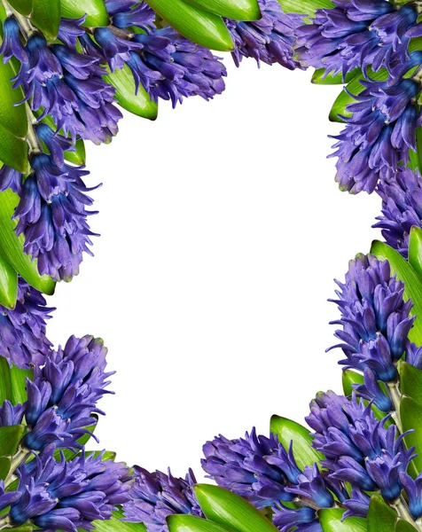 Hiacynt Kwiaty Układzie Ramki Izolowane Białym Tle Widok Góry Układy — Zdjęcie stockowe