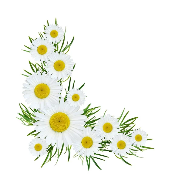 Daisy Flowers Corner Composition Isolated White Background Flat Lay Top — Stockfoto