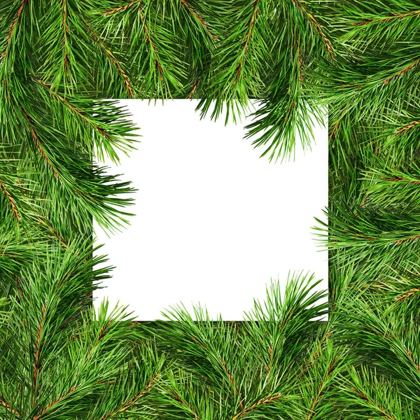 Green Natural Background Pine Tree Branches White Card Flat Lay — Stock Photo, Image