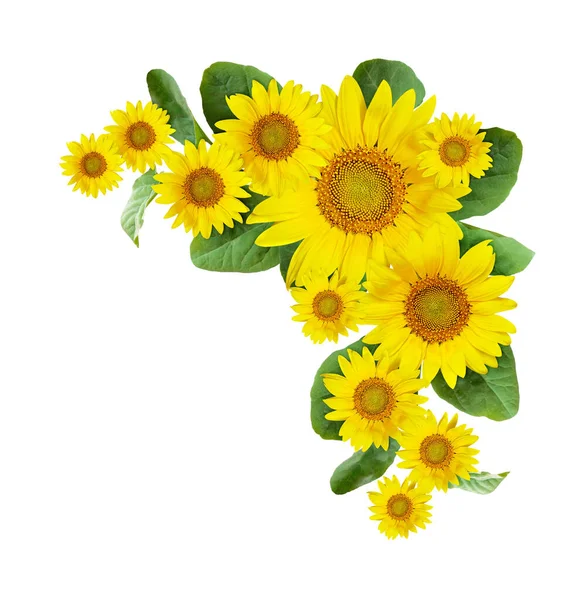 Sunflowers Corner Arrangement Isolated White Background Flat Lay Top View — Stock Photo, Image