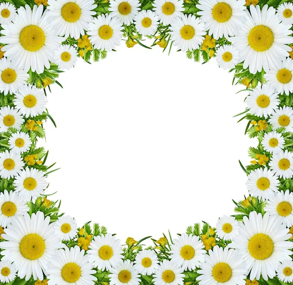 Wilde Bloemen Vierkante Frame Geïsoleerd Witte Achtergrond Plat Gelegd Bovenaanzicht — Stockfoto