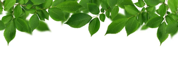 Rand Mit Zweigen Frischer Grüner Ulmenblätter Auf Weißem Hintergrund — Stockfoto
