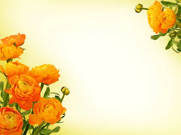淡绿色背景下的橙色兰花 — 图库照片