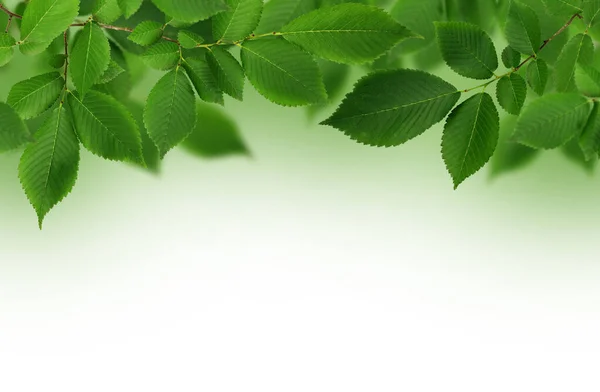 Zweig Frischer Grüner Ulmenblätter Auf Grünem Und Weißem Hintergrund — Stockfoto
