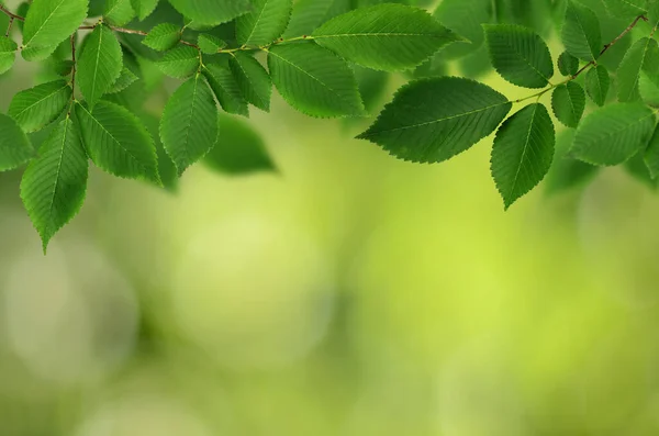 Yeşil Arka Planda Taze Karaağaç Yaprakları Dalları Doğal Bokeh — Stok fotoğraf
