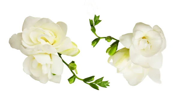 Uppsättning Vita Fresia Blommor Isolerad Vit Bakgrund Ovanifrån — Stockfoto