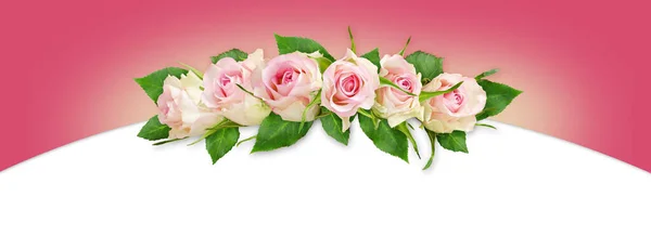 Beautiful White Rose Flowers Wave Arrangement White Pink Background Top — Stock Photo, Image