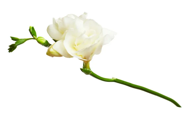 Frische Weiße Freesia Blüten Isoliert Auf Weißem Hintergrund — Stockfoto