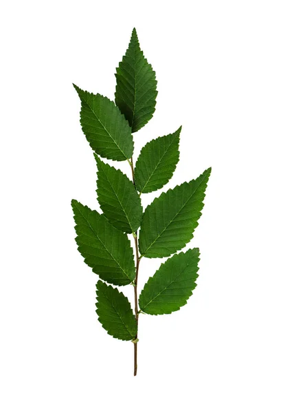 Petite Brindille Aux Feuilles Vertes Isolées Sur Fond Blanc — Photo