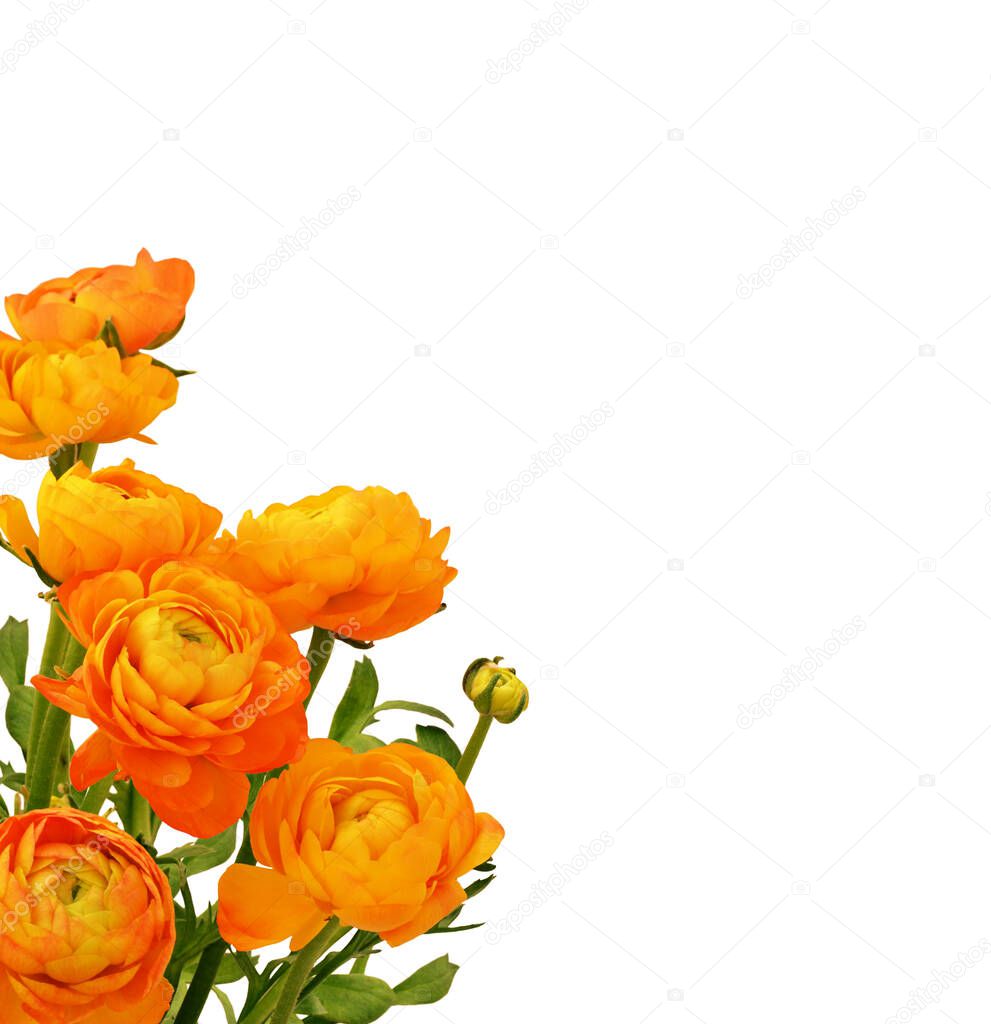 Orange ranunculus flowers bouquet in a corner isolated on white background