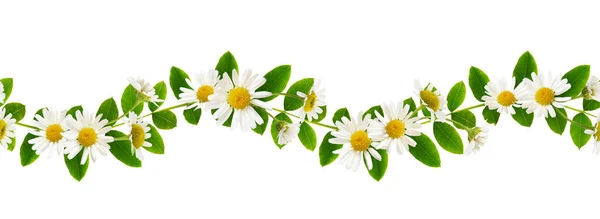 Feuilles Vertes Fraîches Peashrub Sibérien Fleurs Marguerite Dans Motif Ondulé — Photo