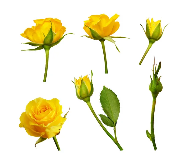 Set Aus Gelben Rosenblüten Und Knospen Isoliert Auf Weiß — Stockfoto