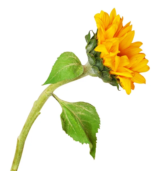 Gelb Blühende Sonnenblume Isoliert Auf Weiß — Stockfoto