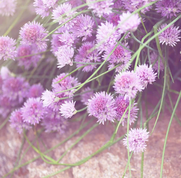 Detailní Záběr Pažitkové Cibule Pro Květinové Pozadí Filtrovaná Verze — Stock fotografie