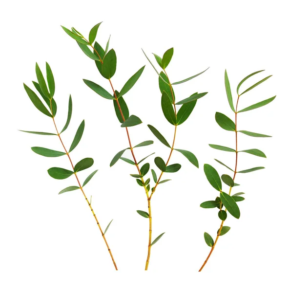 Set Decorative Eucalyptus Green Leaves Isolated White — Stock Photo, Image