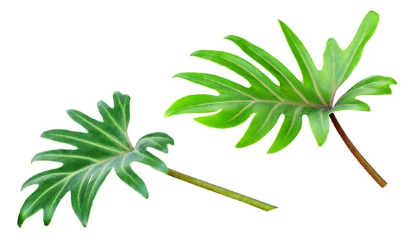 Conjunto Folhas Monstera Decorativas Verdes Isoladas Branco — Fotografia de Stock