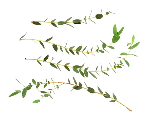 Uppsättning Eukalyptus Gröna Blad Isolerade Vita — Stockfoto