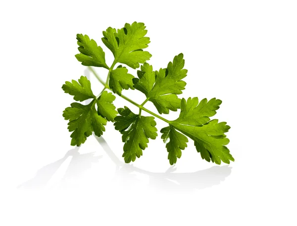 Parsley leaves — Stock Photo, Image