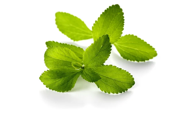 Stevia listí — Stock fotografie