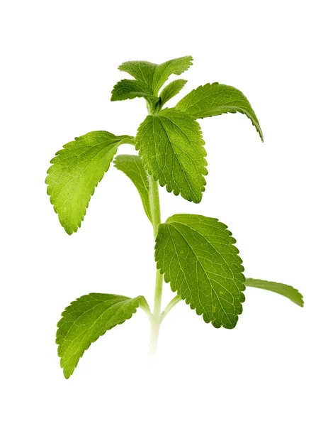 Stevia... — Fotografia de Stock