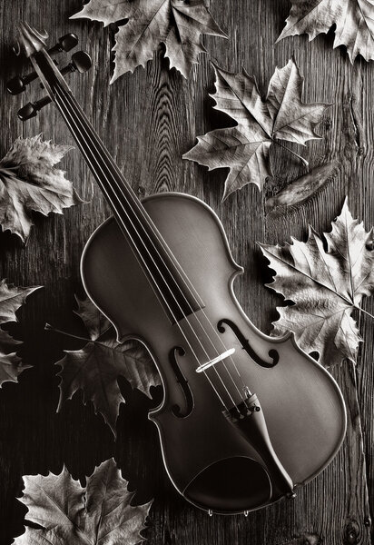 autumn violin