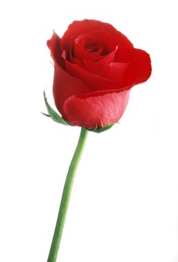 Kırmızı gül