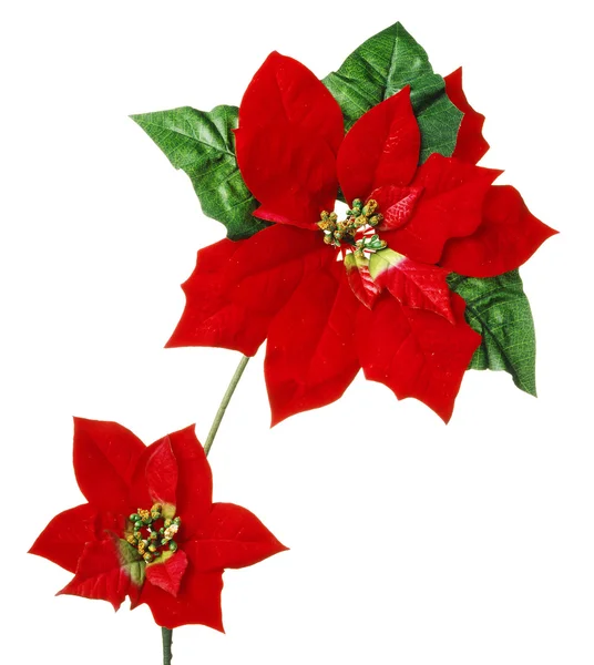 Poinsettia — Photo