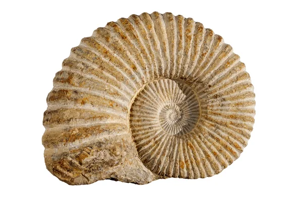 Ammonites — Stock Photo, Image