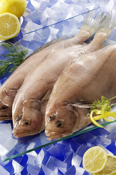 Flounder fish — Stock Photo, Image