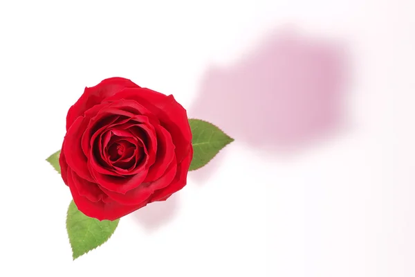 Bella rosa rossa — Foto Stock