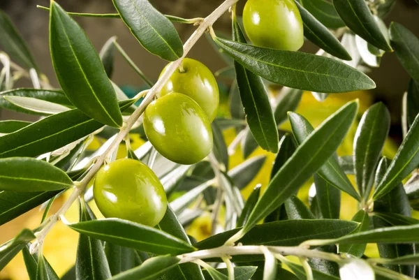 Tak van de olijfboom — Stockfoto