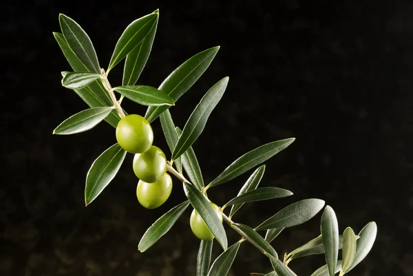 Olijven op tak van de olijfboom — Stockfoto