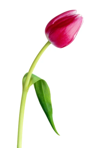 Růžová Tulipán — Stock fotografie